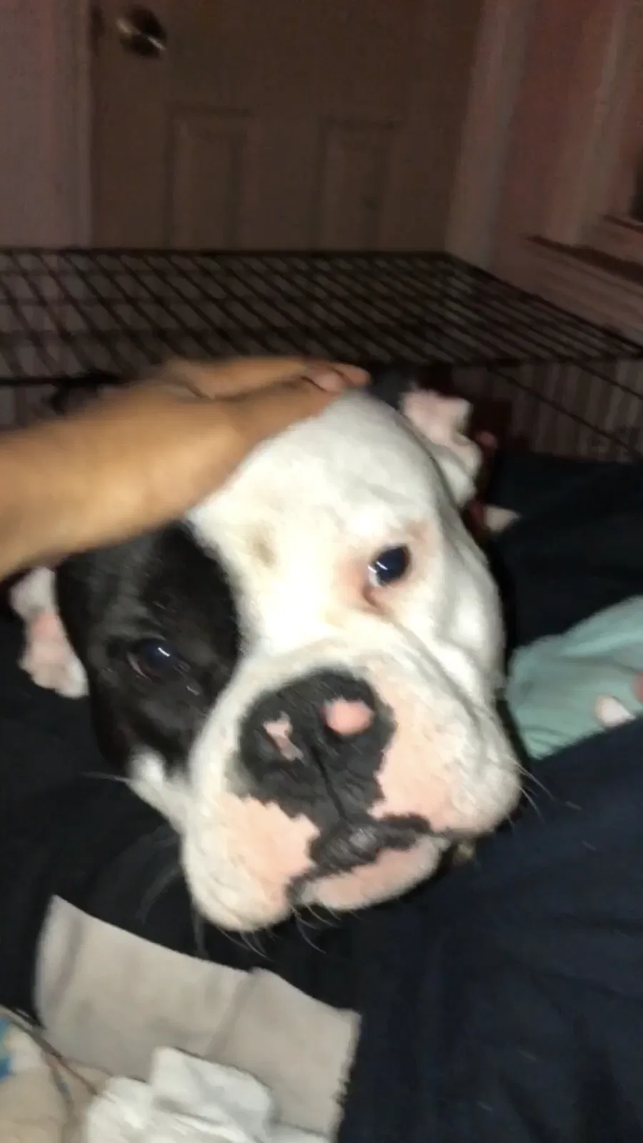 Lost dog in Detroit, MI, 48235