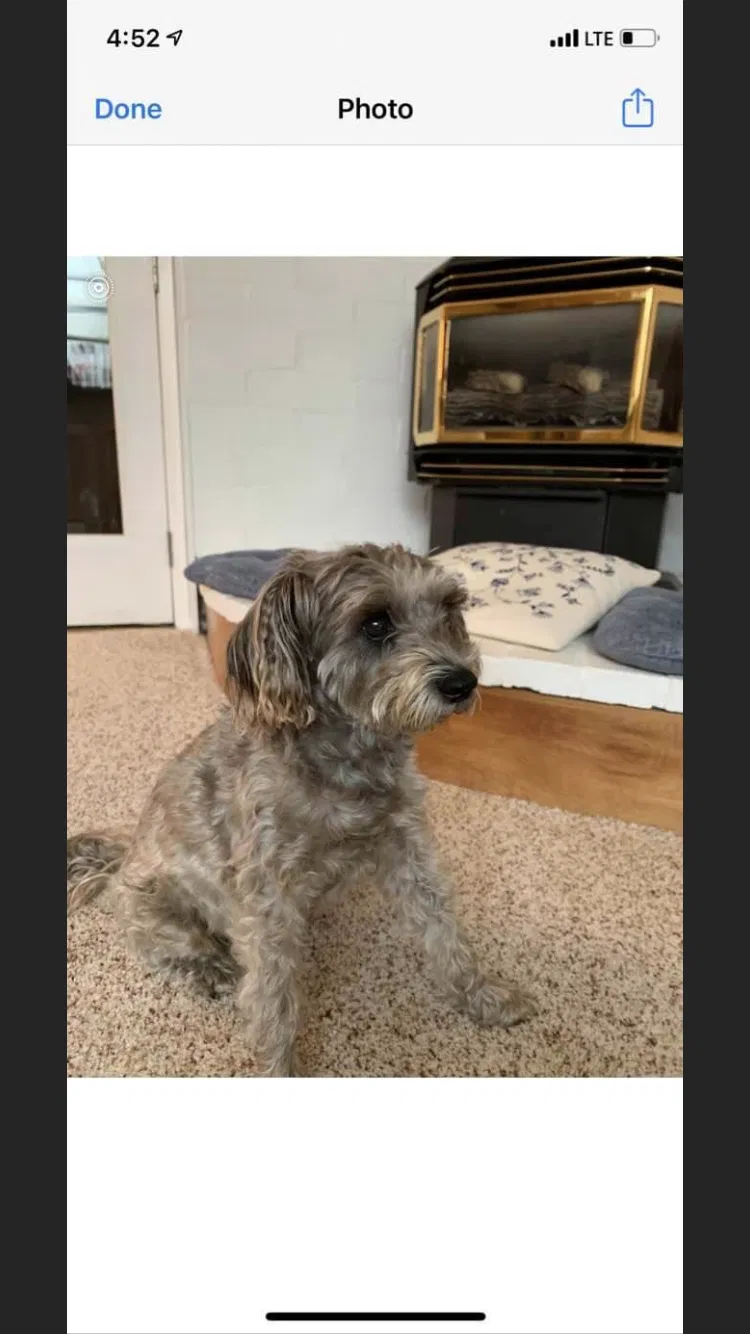 Lost dog in Olympia, WA, 98502
