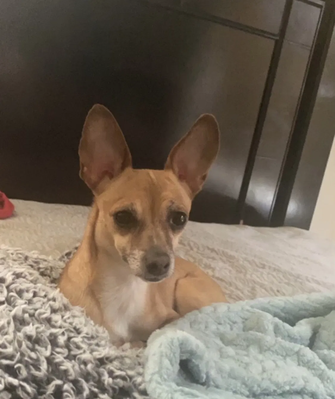 Lost dog in North Las Vegas, NV, 89081
