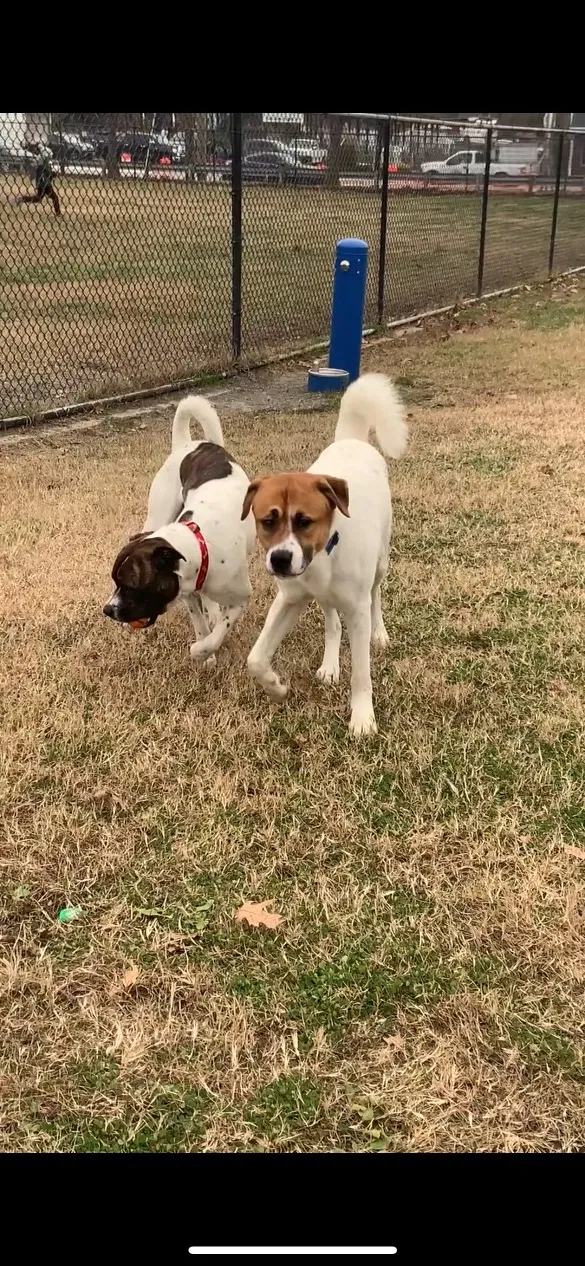 Lost dog in Hyattsville, MD, 20782