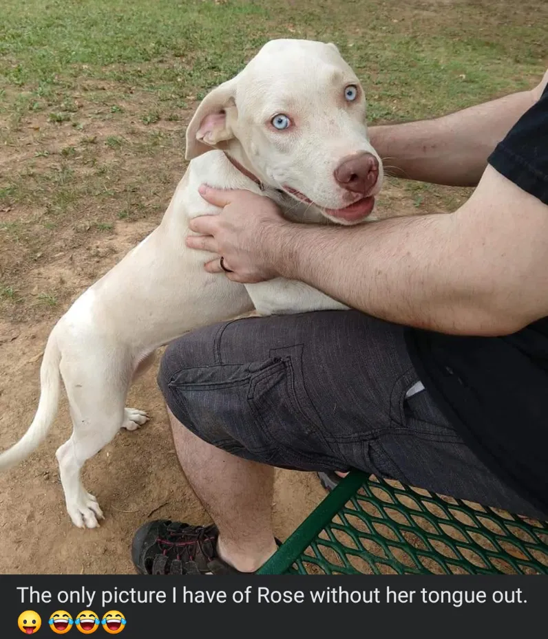 Lost dog in Talladega, AL, 35160