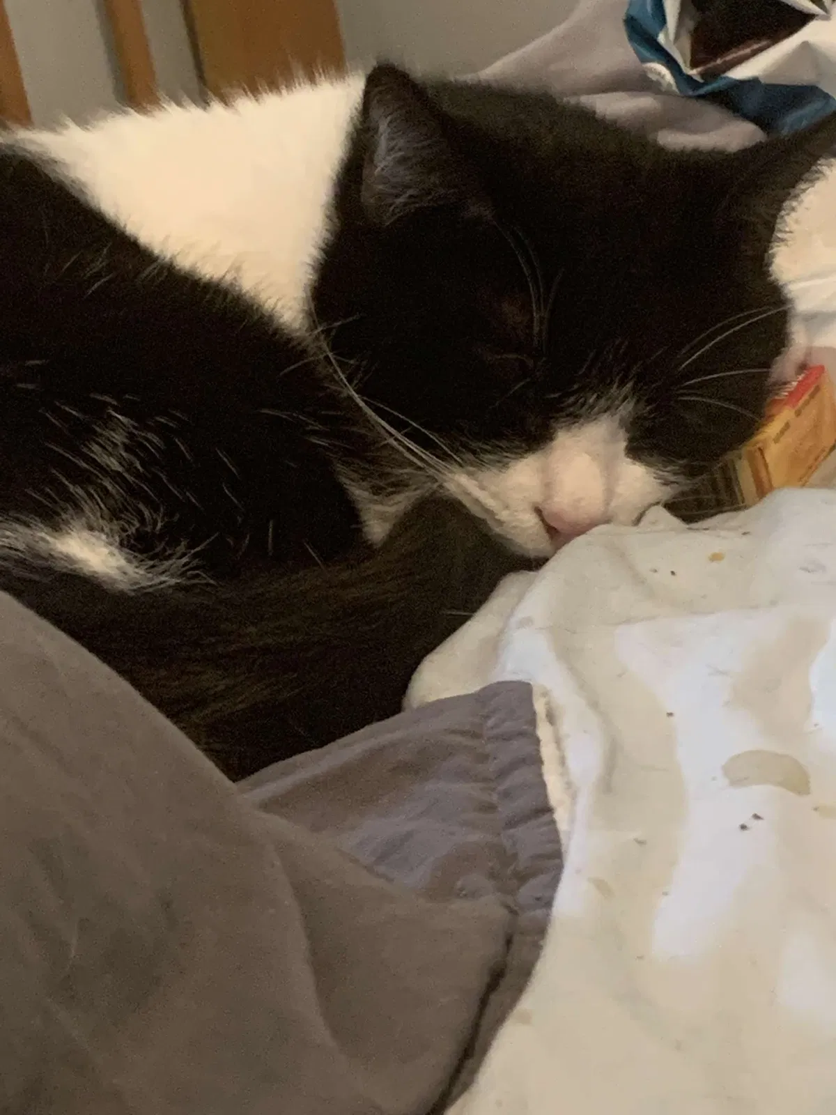 Lost cat in Massillon, OH, 44646