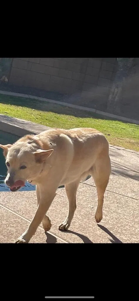 Lost dog in Portland, OR, 97267