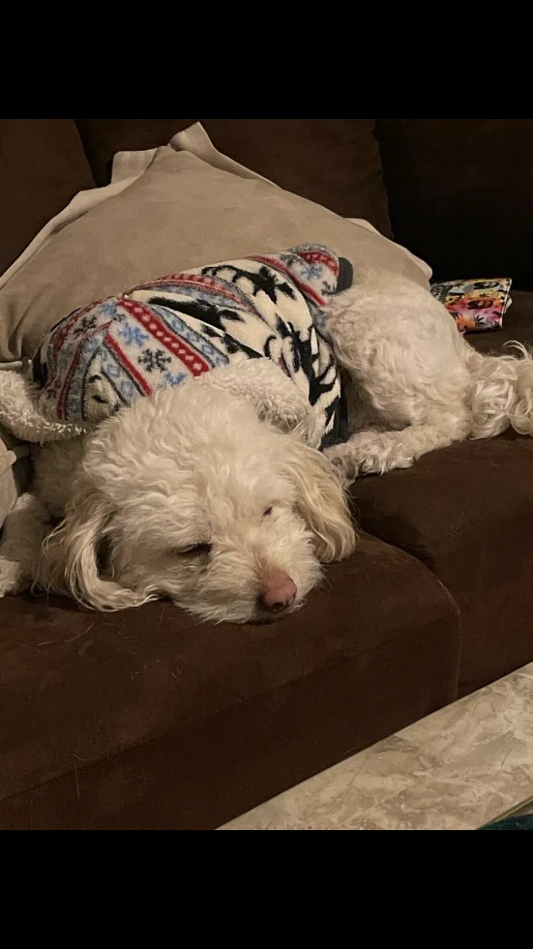 Lost dog in Unknown, OR, 97297