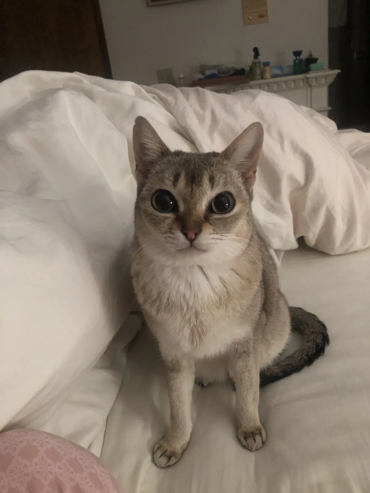 Lost cat in Shingle Springs, CA, 95682