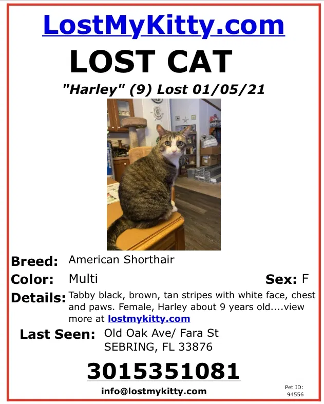 Lost cat in Sebring, FL, 33876