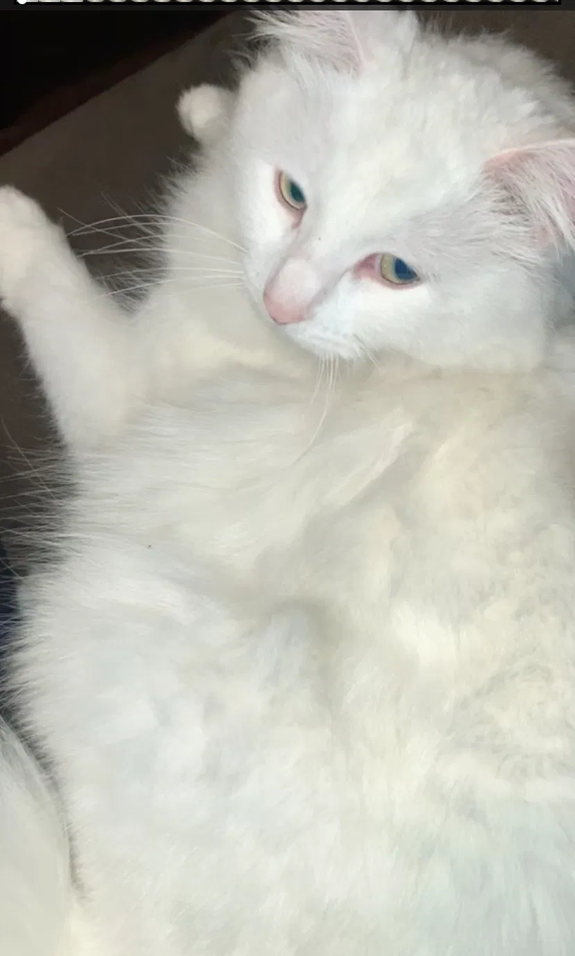 Lost cat in Moreno Valley, CA, 92555