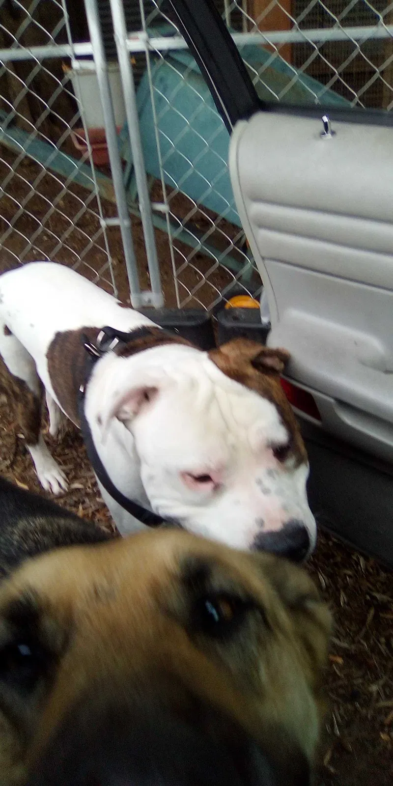 Lost dog in Orland, CA, 95963