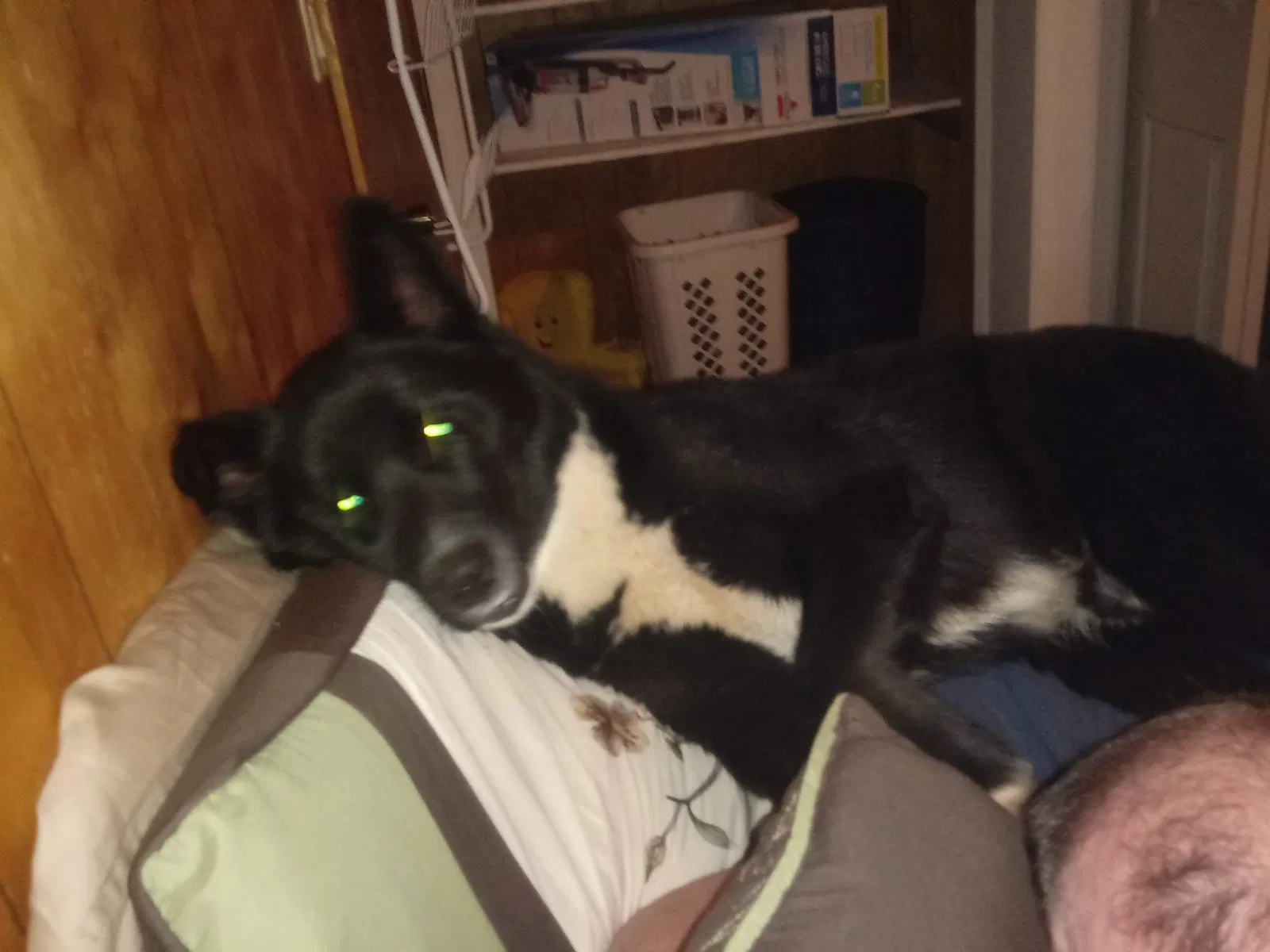 Lost dog in Lone Wolf, OK, 73655
