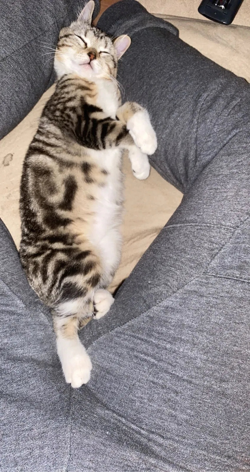 Lost cat in Greeley, CO, 80631