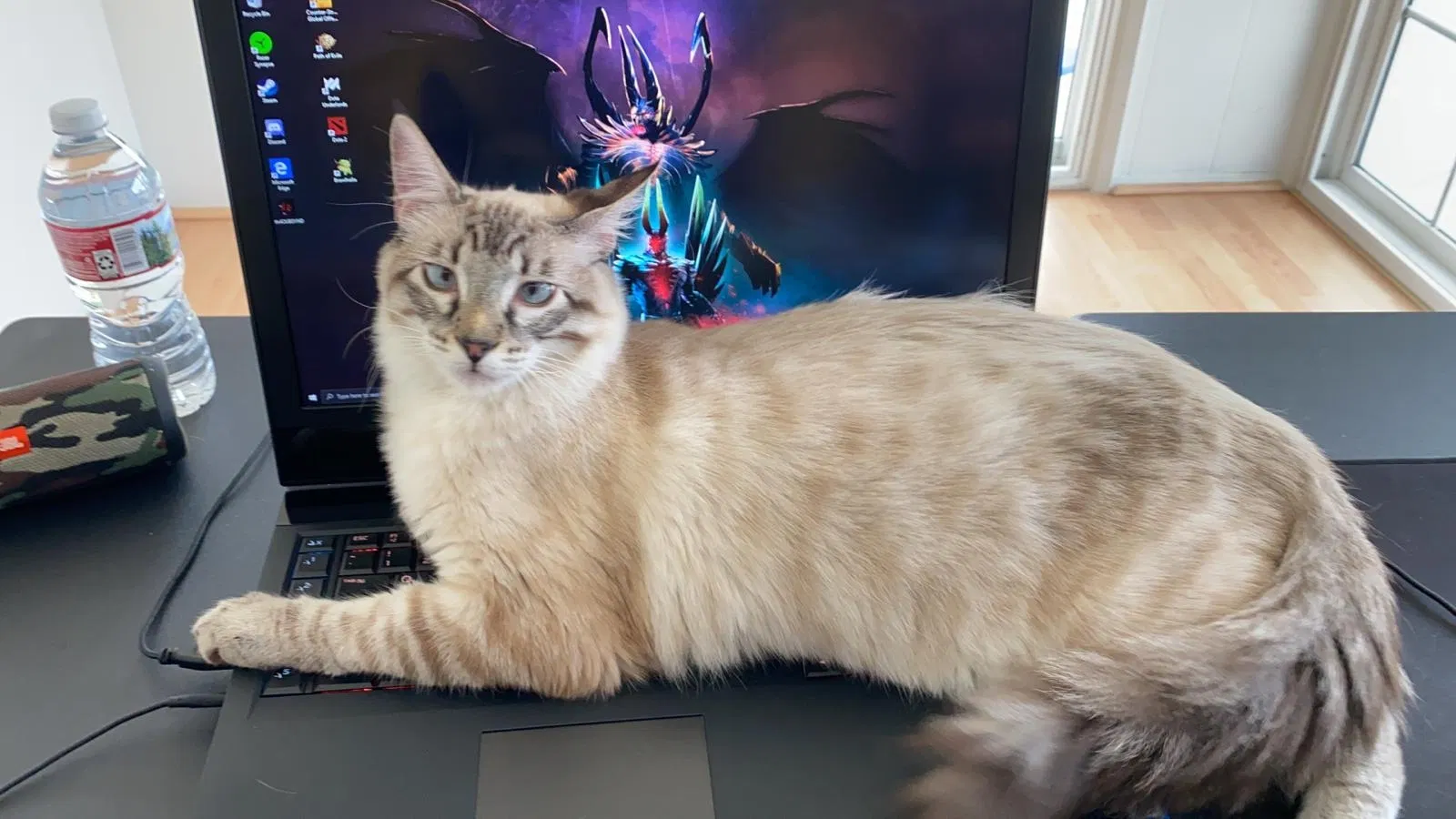 Lost cat in Arcadia, CA, 91006