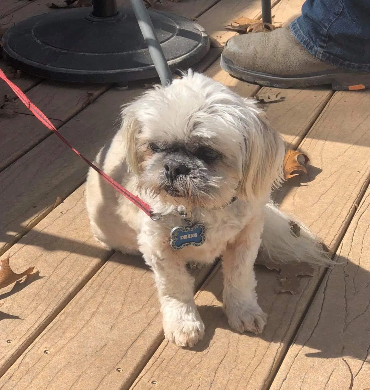Lost dog in Foley, MO, 63347