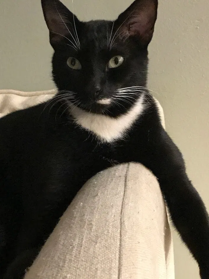 Lost cat in Maitland, FL, 32751