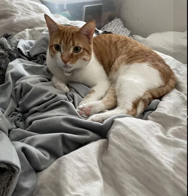 Lost cat in Katy, TX, 77493