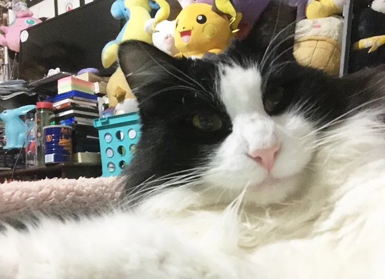 Lost cat in Fort Worth, TX, 76133