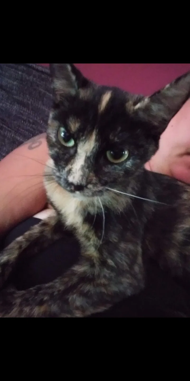 Lost cat in Delaware, OH, 43015