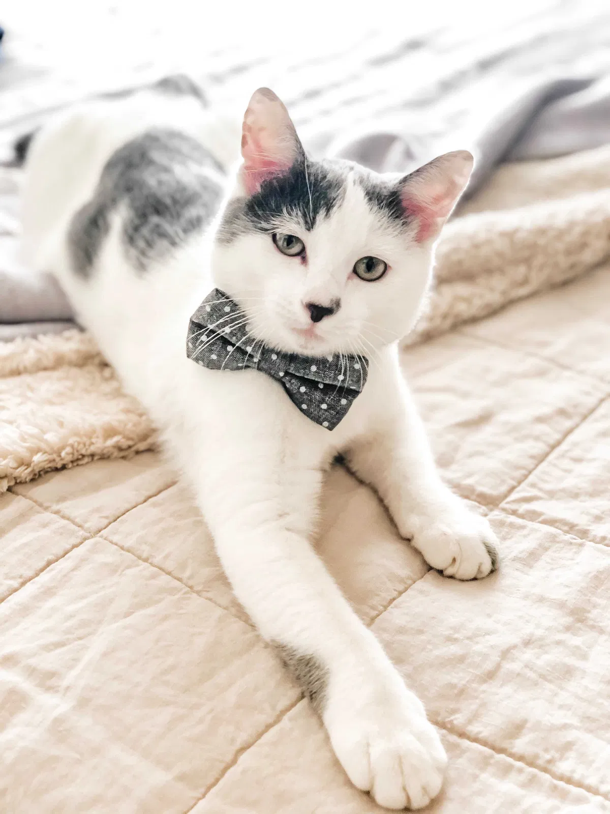 Lost cat in Friendswood, TX, 77546