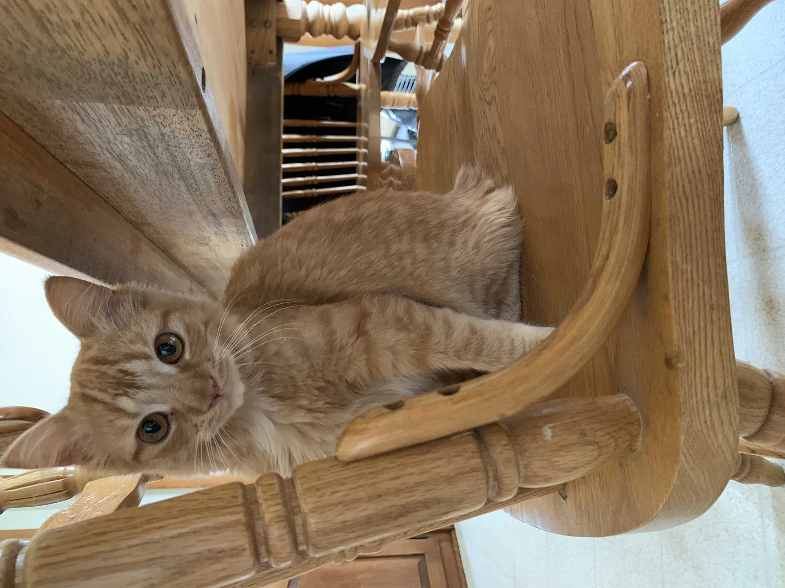 Lost cat in Woodville, OH, 43469