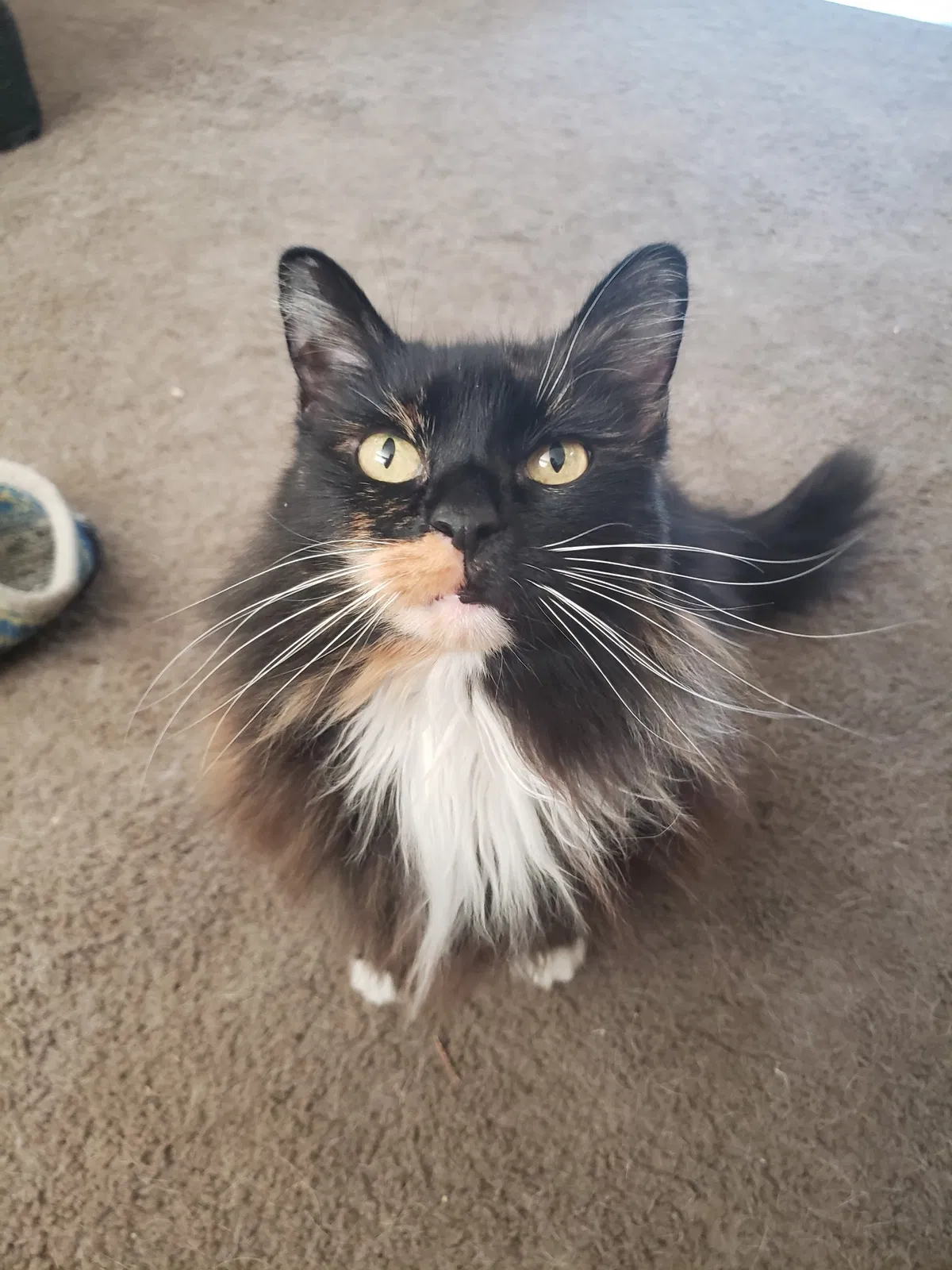 Lost cat in Mesa, AZ, 85201