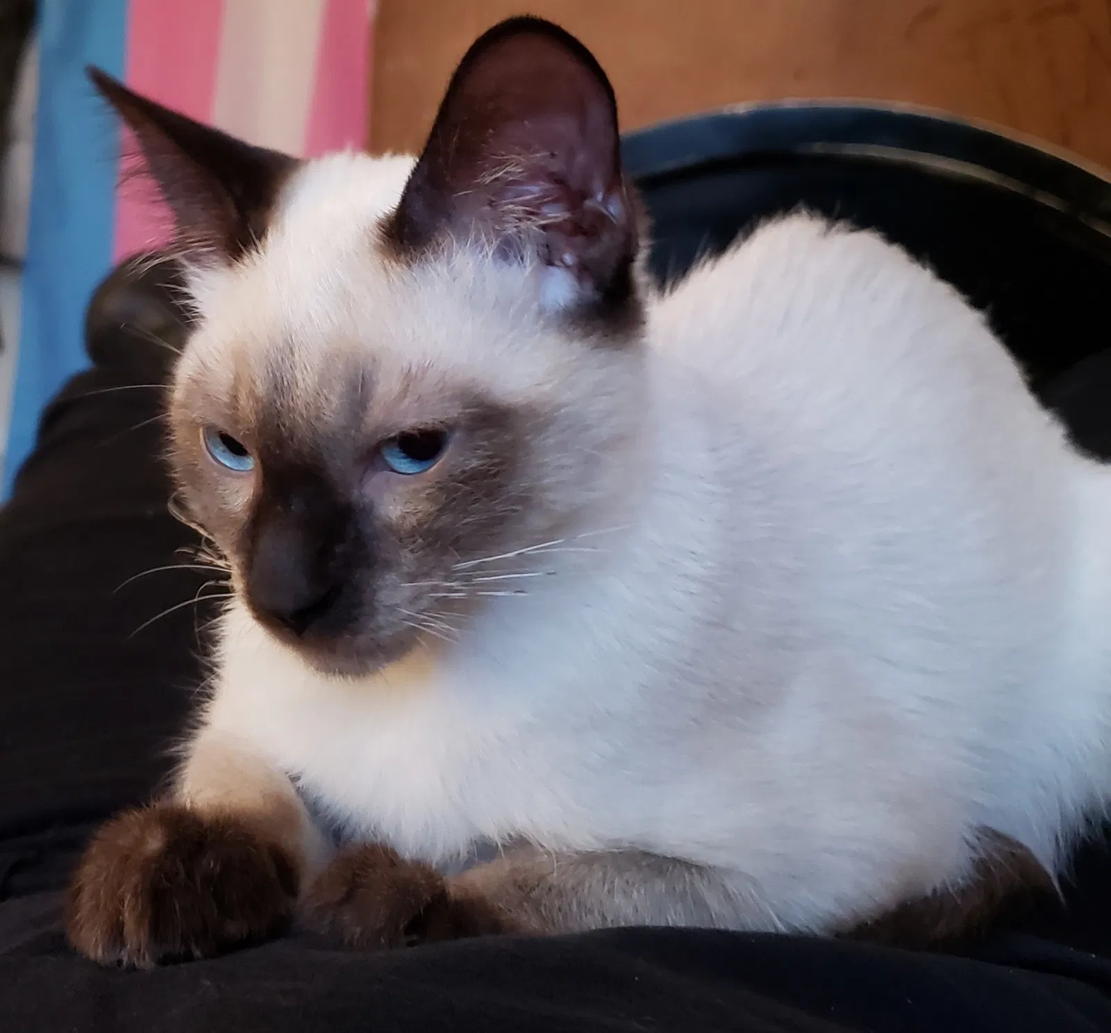 Lost cat in Walnut Creek, CA, 94595
