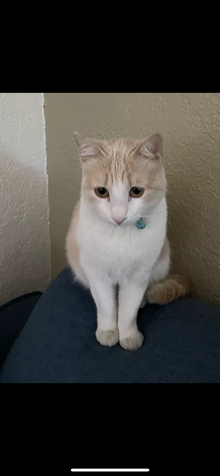 Lost cat in Phoenix, AZ, 85020