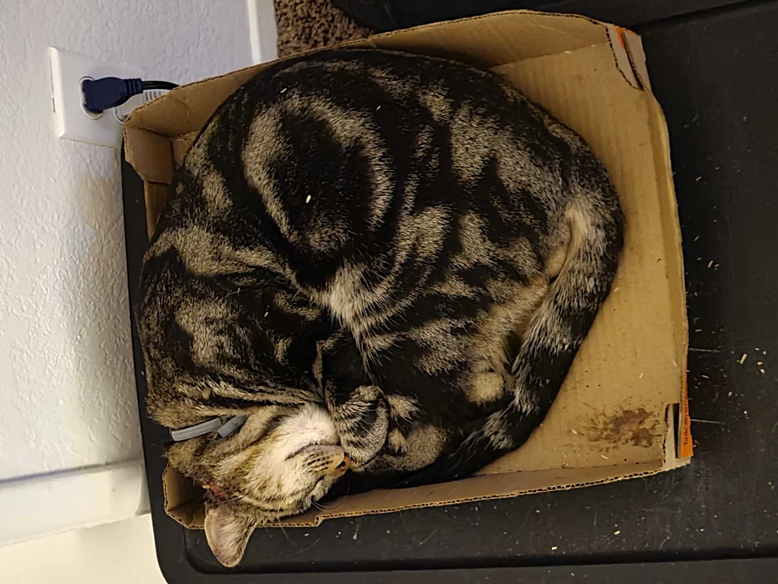 Lost cat in Moreno Valley, CA, 92557