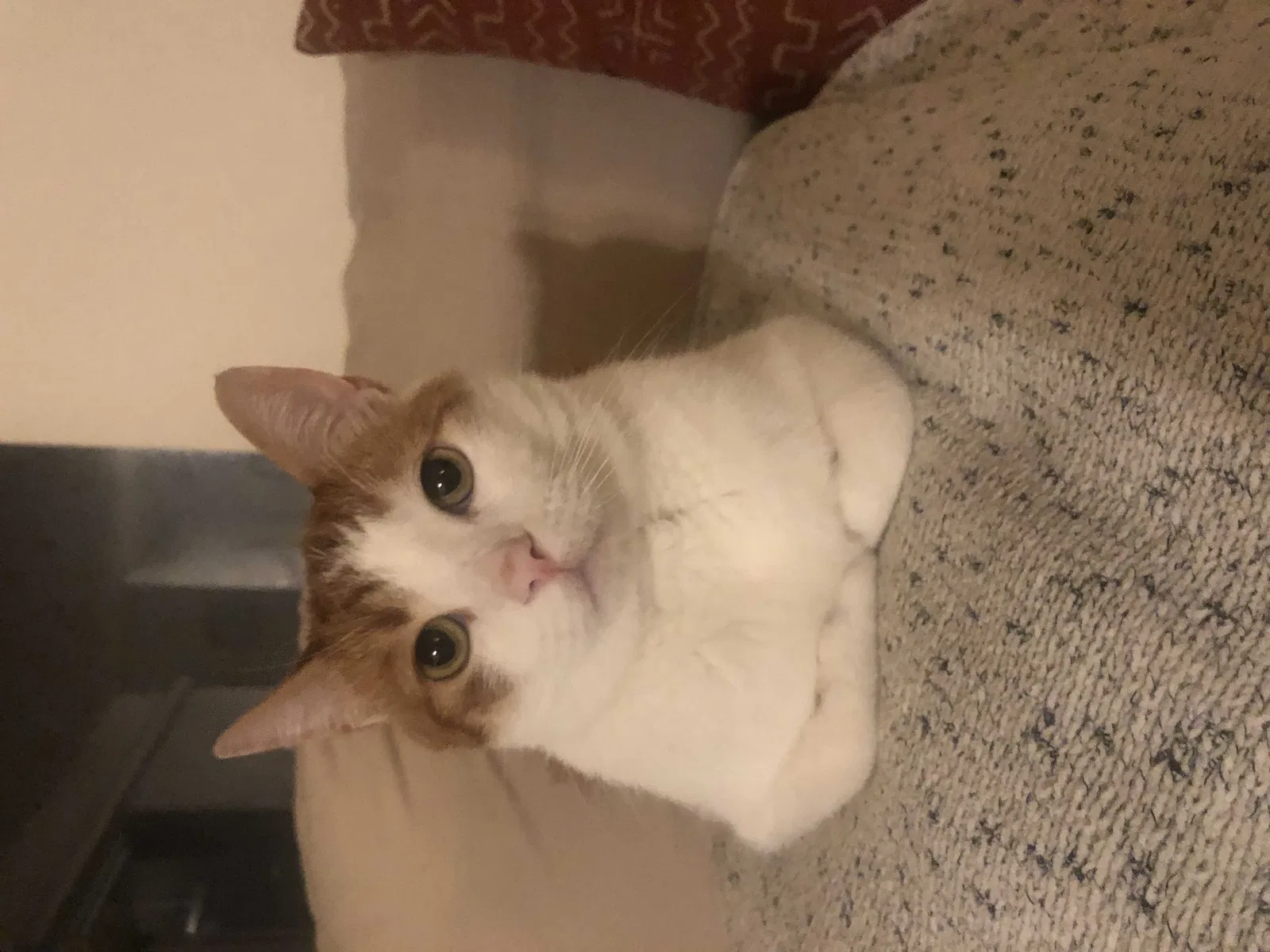 Lost cat in Encinitas, CA, 92024