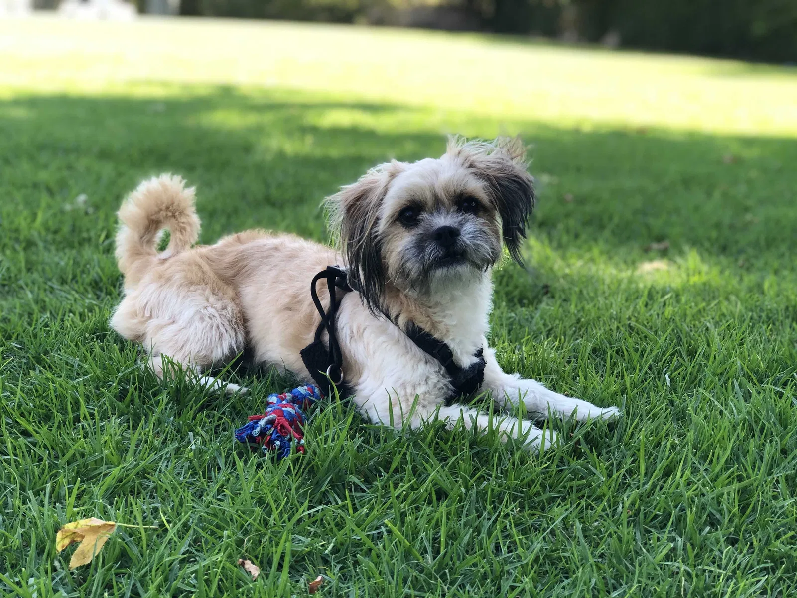 Lost dog in Costa Mesa, CA, 92626