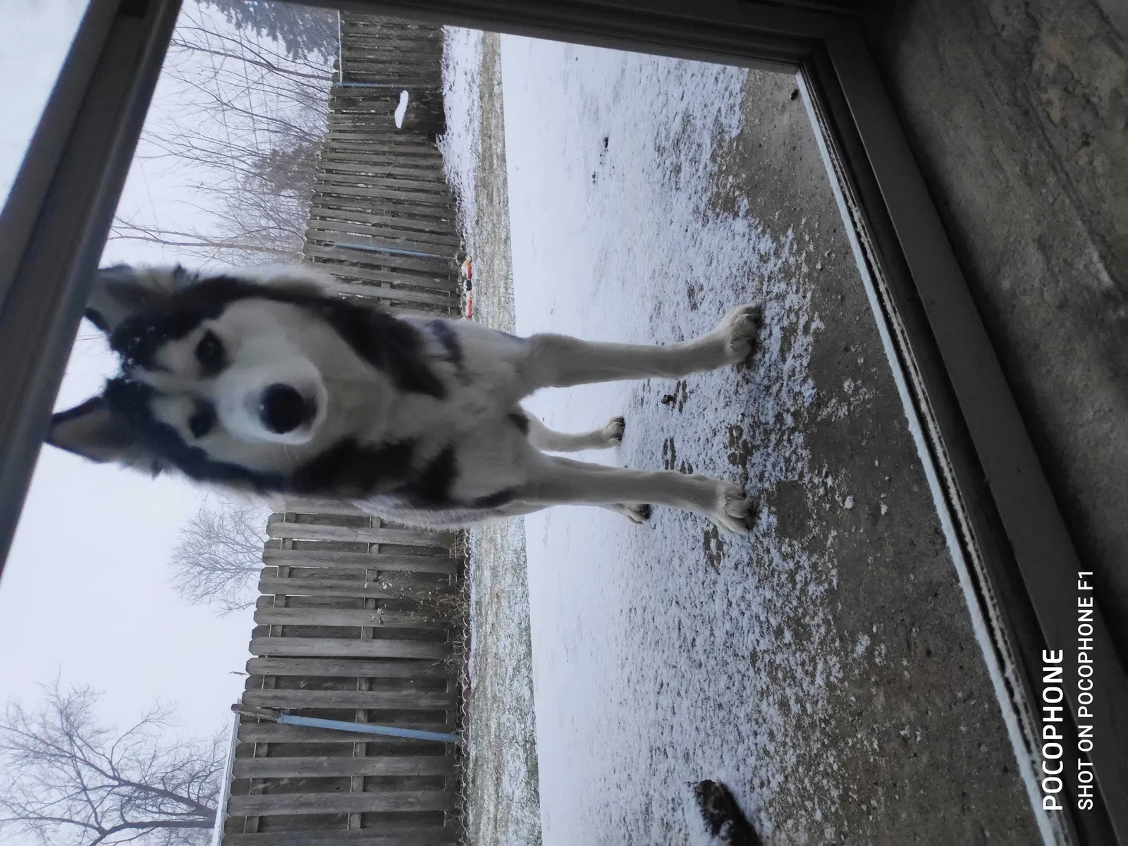 Lost dog in Calumet City, IL, 60409