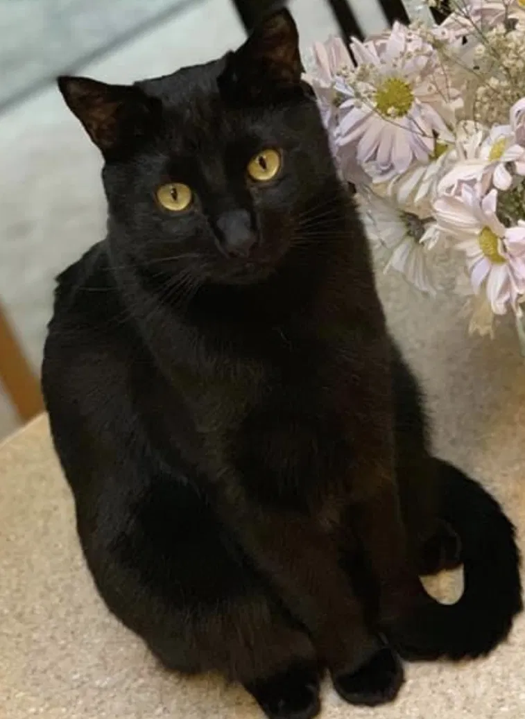 Lost cat in Oregon City, OR, 97045