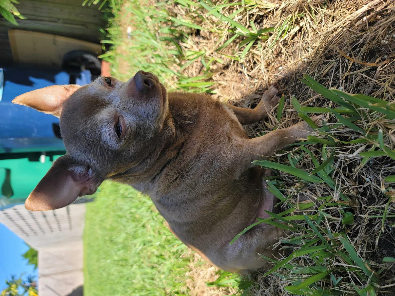 Lost dog in Miami, FL, 33165
