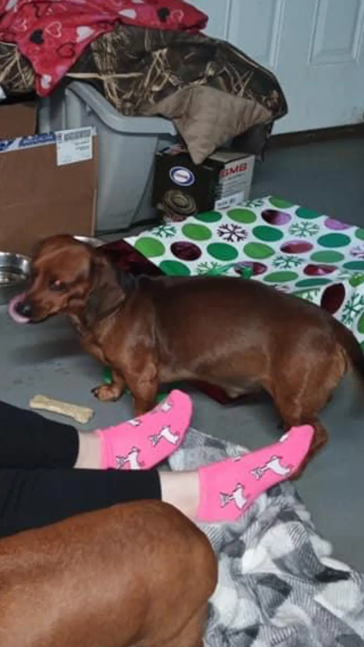 Lost dog in Alvarado, TX, 76009