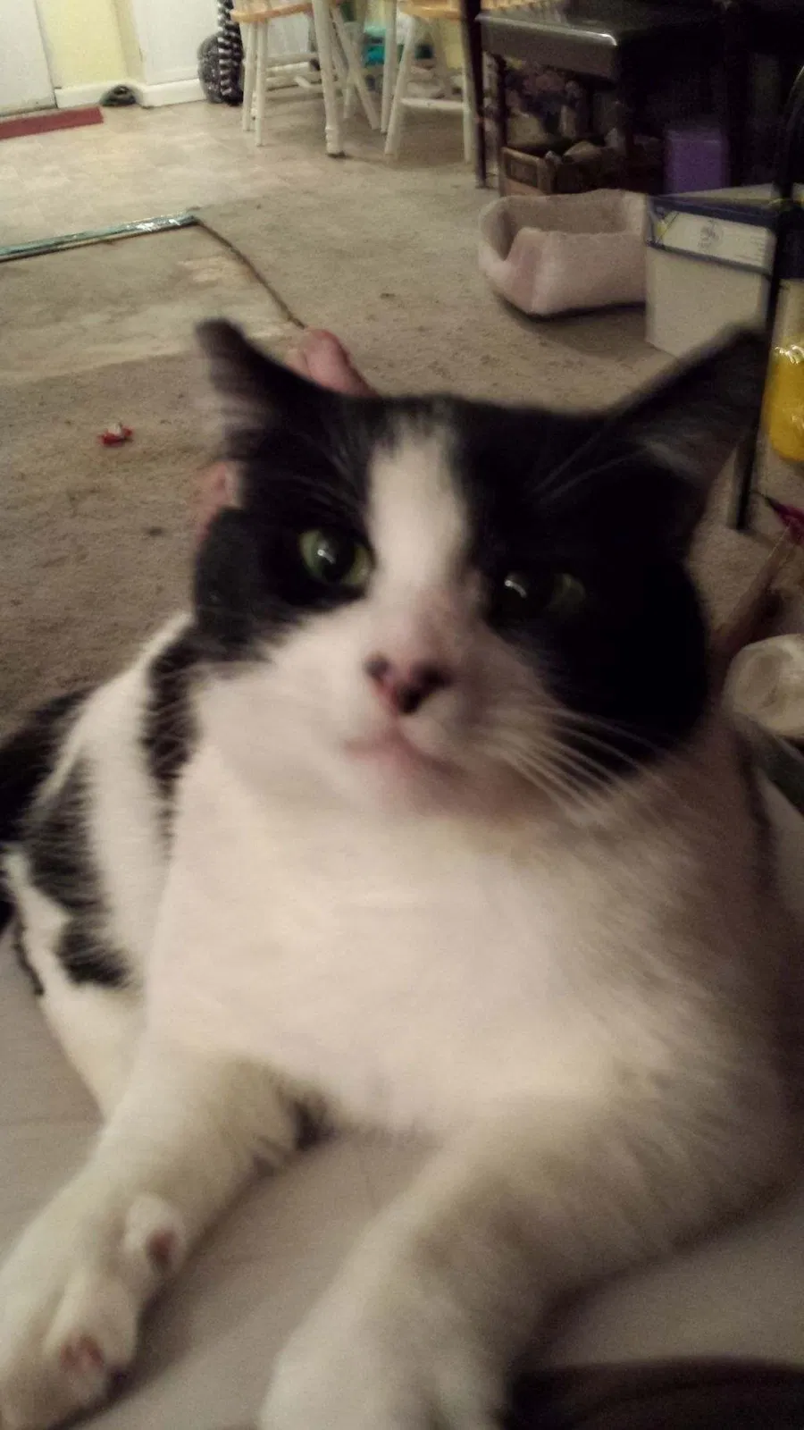 Lost cat in Citrus Heights, CA, 95621