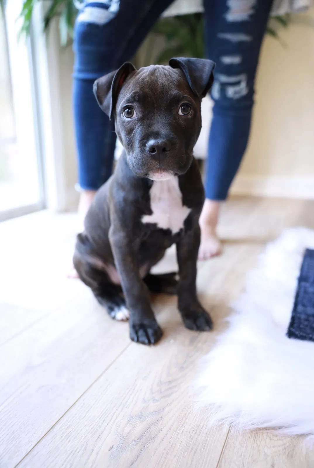 Lost dog in Atlanta, GA, 30311