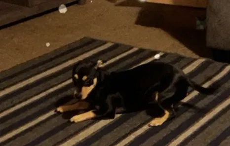 Lost dog in Los Angeles, CA, 90001