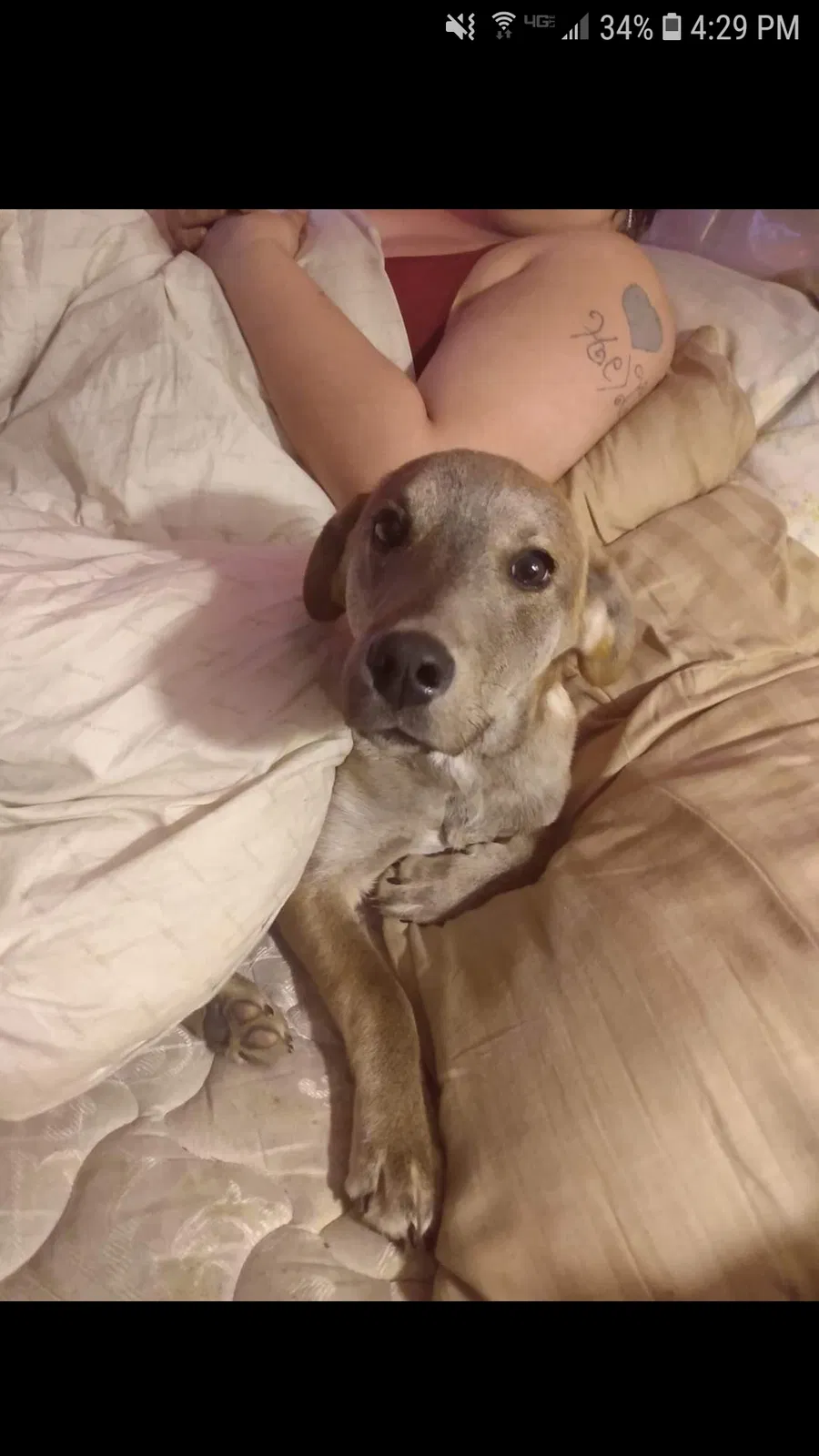 Lost dog in Parkersburg, WV, 26101