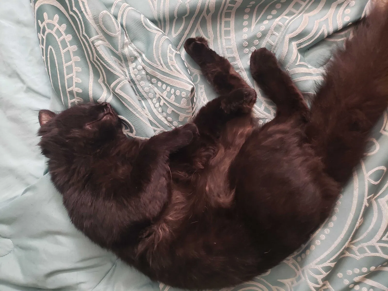 Lost cat in Universal City, TX, 78148