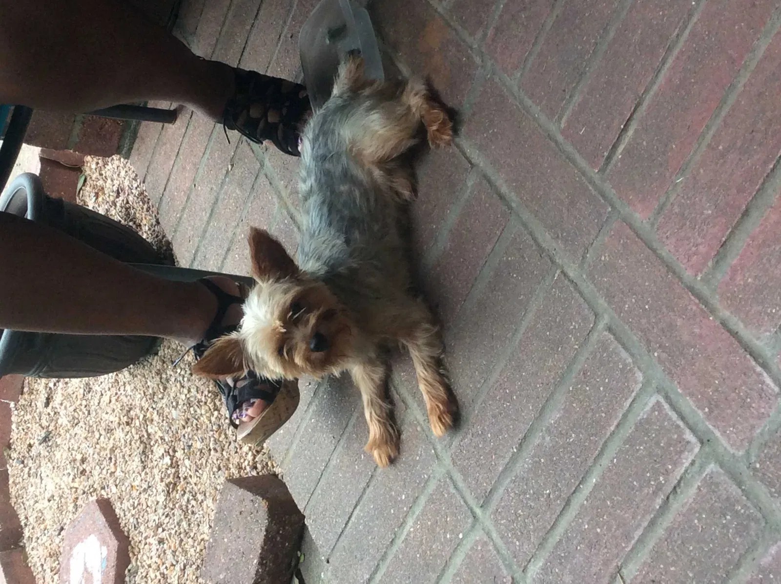 Lost dog in Katy, TX, 77449
