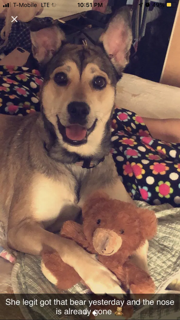 Lost dog in Miami, FL, 33161