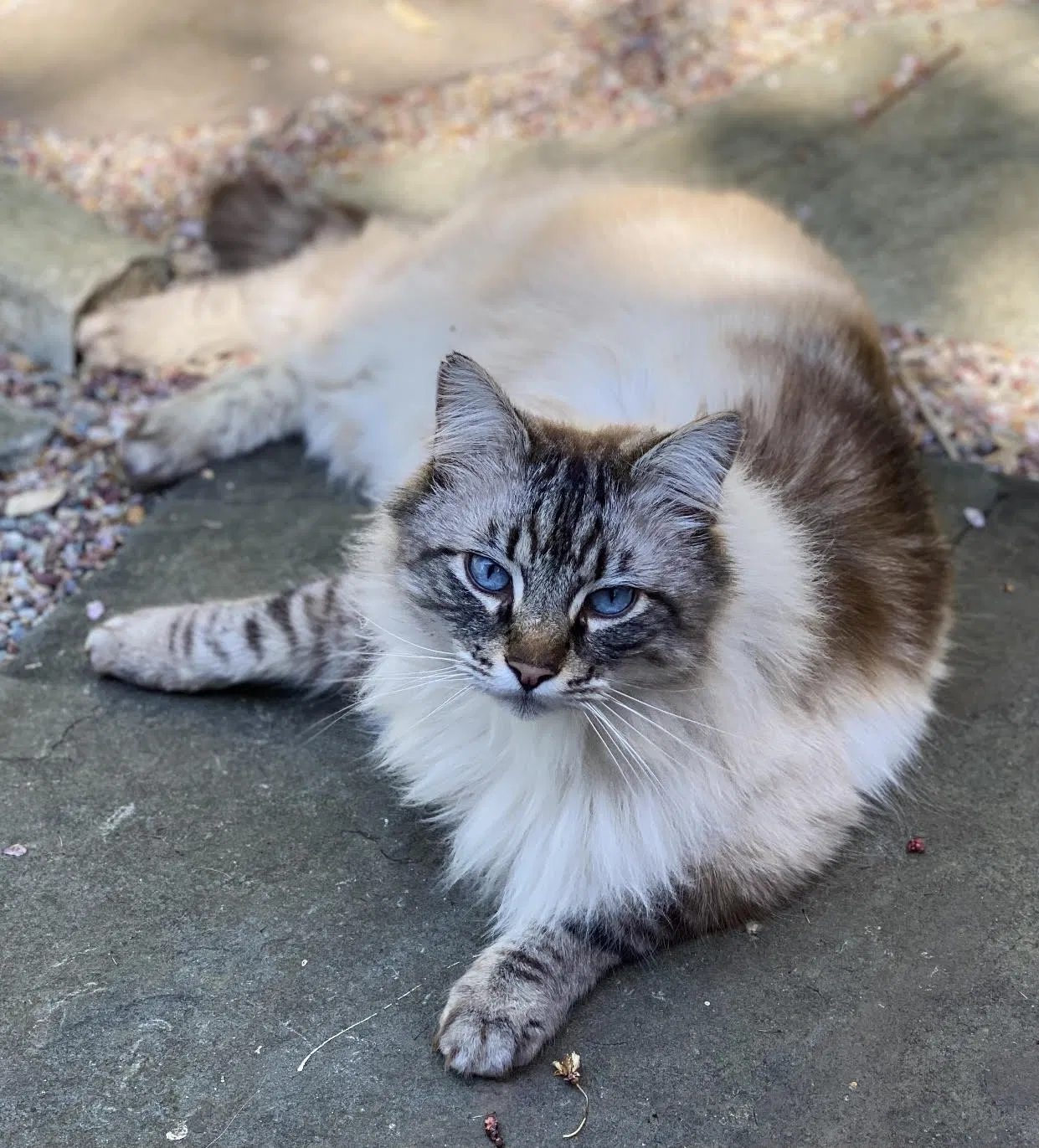 Lost cat in Portland, OR, 97212