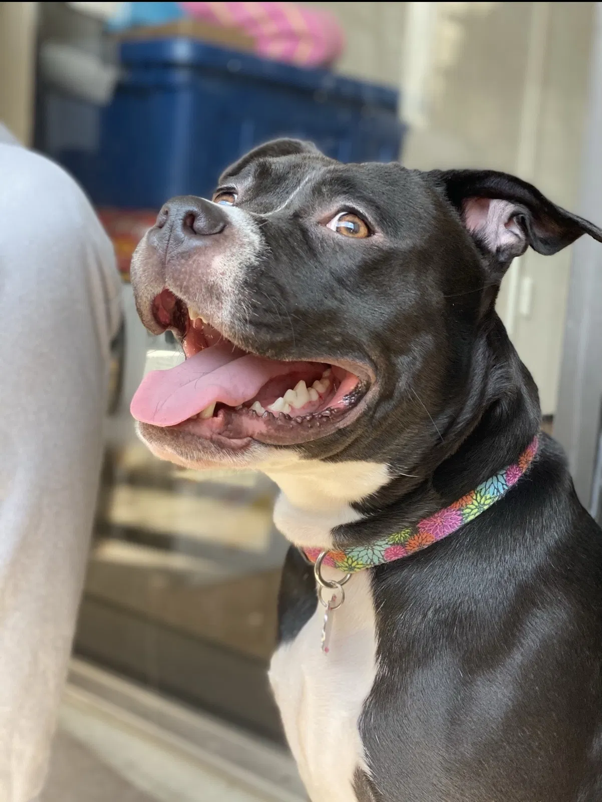 Lost dog in Land O Lakes, FL, 34639