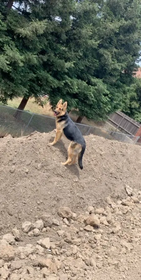 Lost dog in Sacramento, CA, 95833