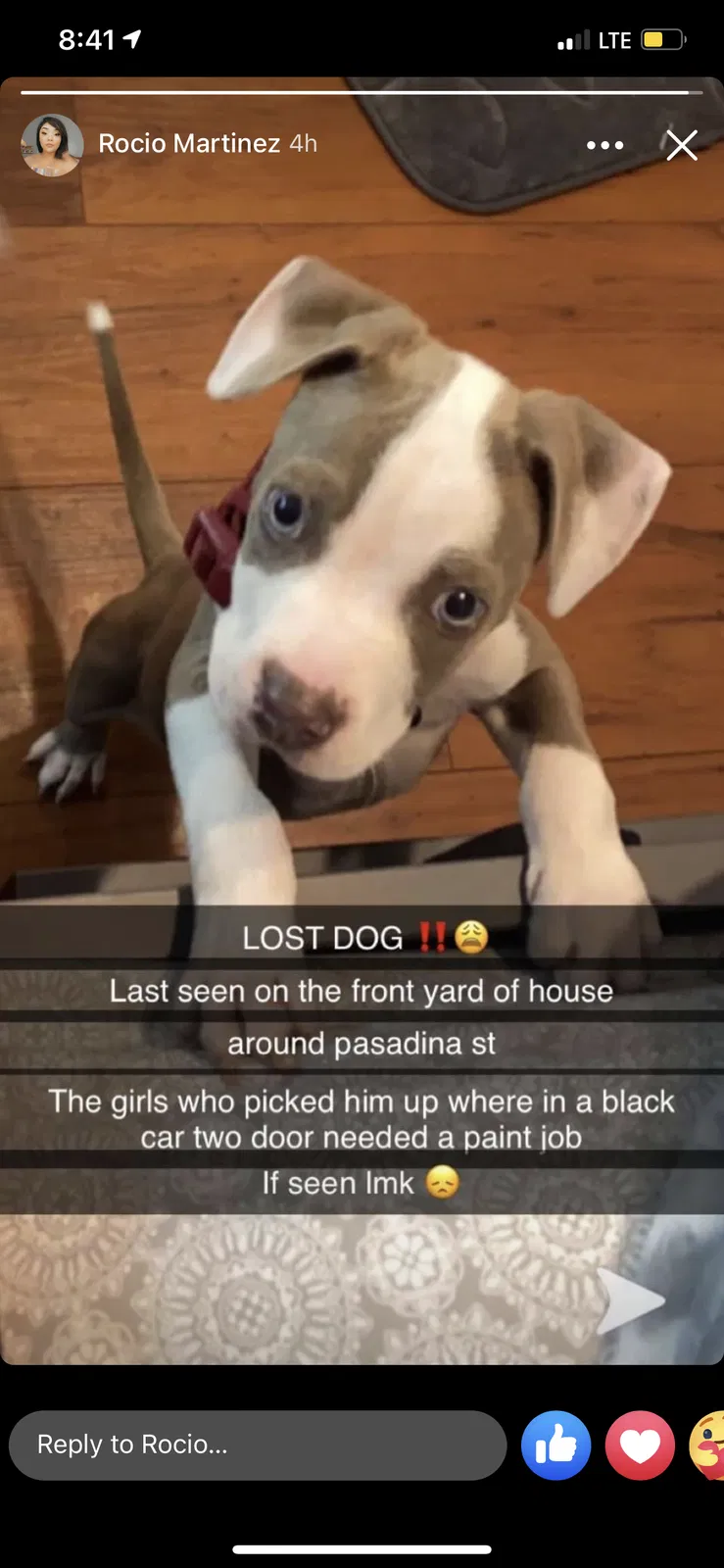 Lost dog in San Antonio, TX, 78201