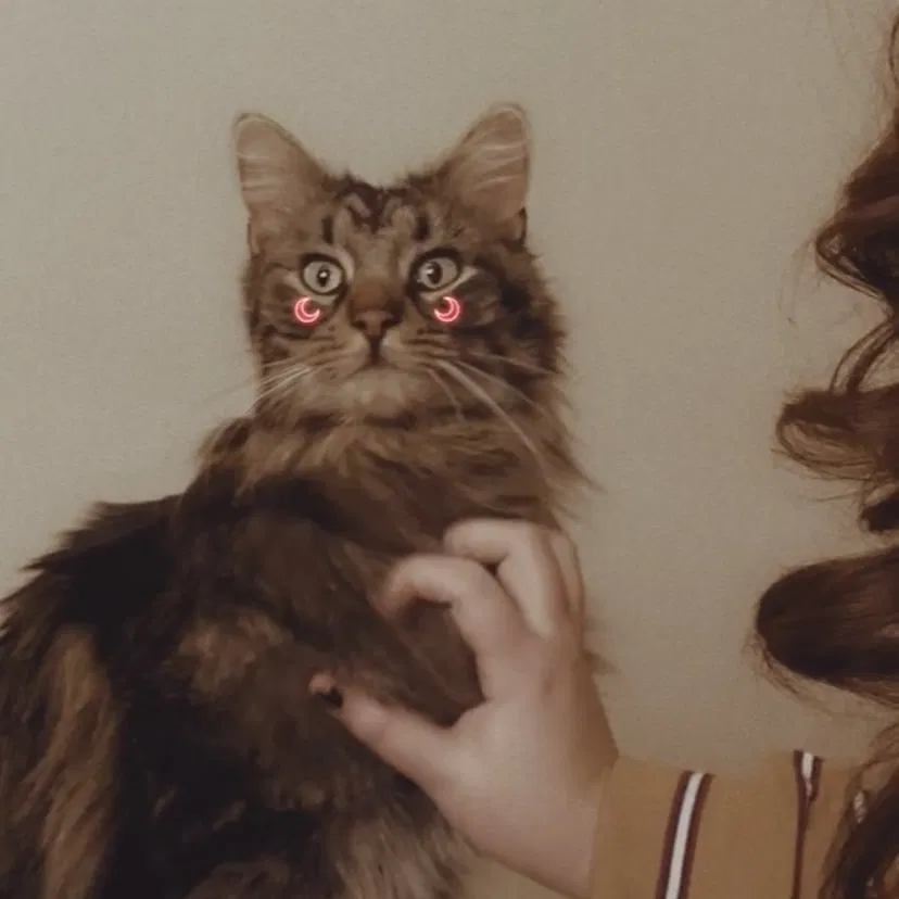 Lost cat in Colorado Springs, CO, 80916