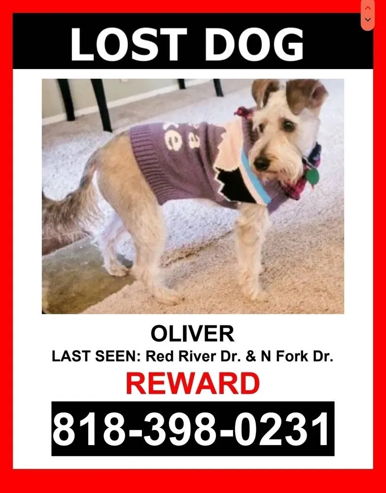 Lost dog in Katy, TX, 77450