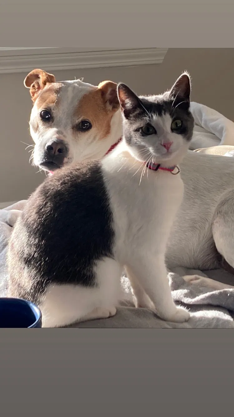 Lost cat in Midland, NC, 28107
