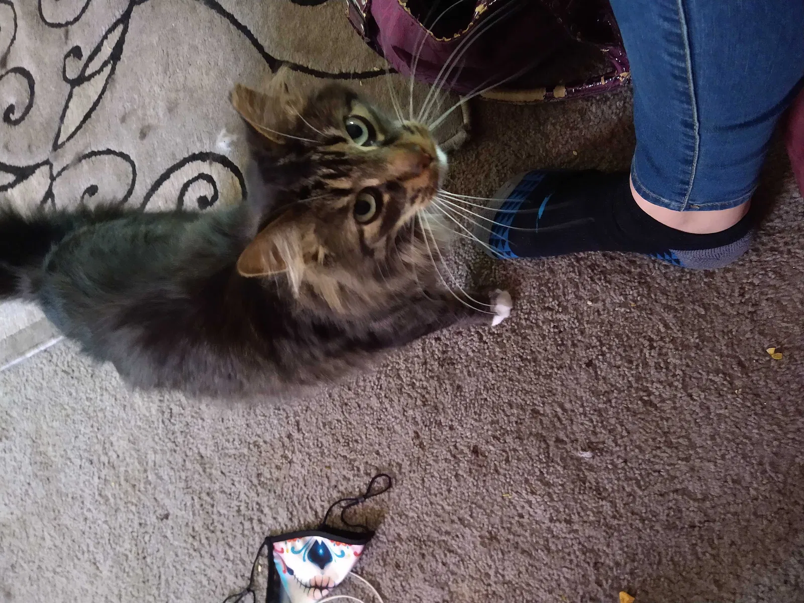 Lost cat in Keego Harbor, MI, 48320