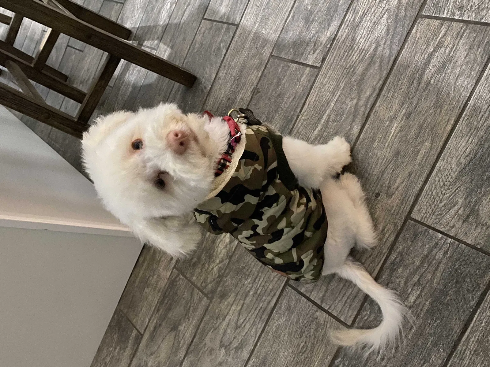 Lost dog in Riverside, CA, 92509