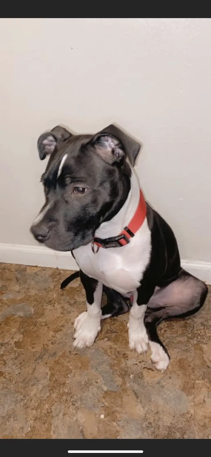 Lost dog in Cincinnati, OH, 45231