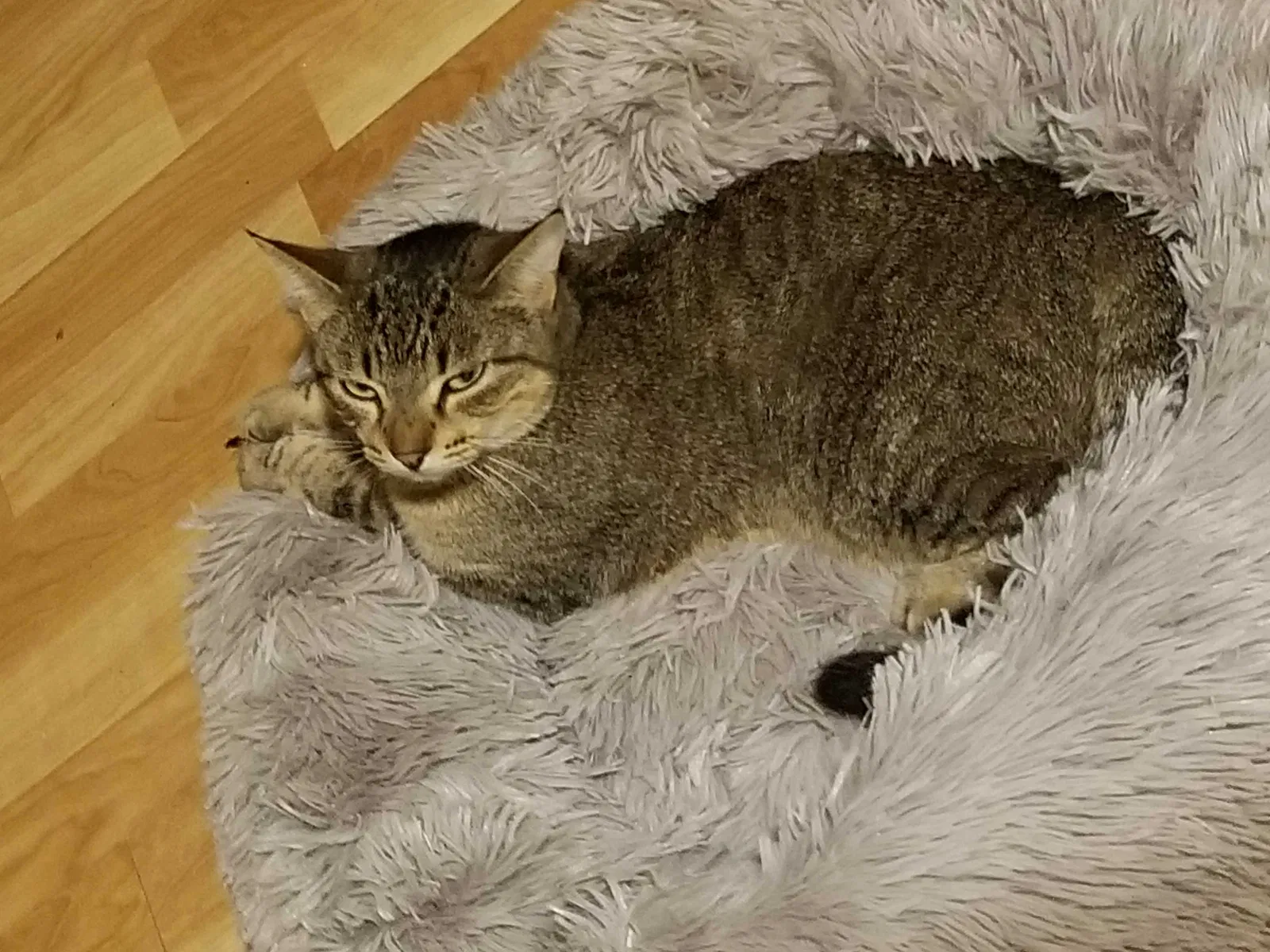 Lost cat in Broussard, LA, 70518